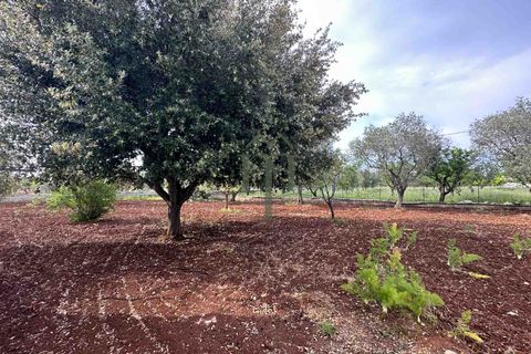 Masia a Ostuni, Brindisi, Ostuni - € 270.000 | Ref: Villa Columbri - foto 23